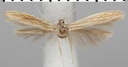 Coleophora artemisicolella Bruand 1855的圖片