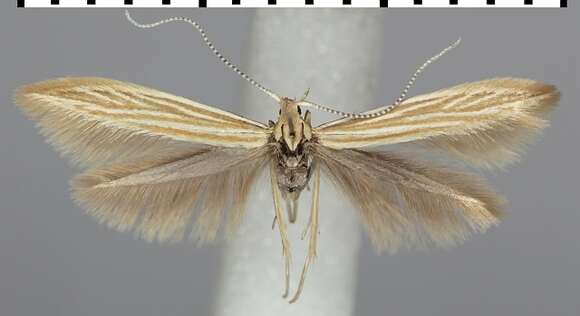 Imagem de Coleophora trochilella Duponchel 1842