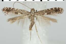 Image of Parornix tenella (Rebel 1919)