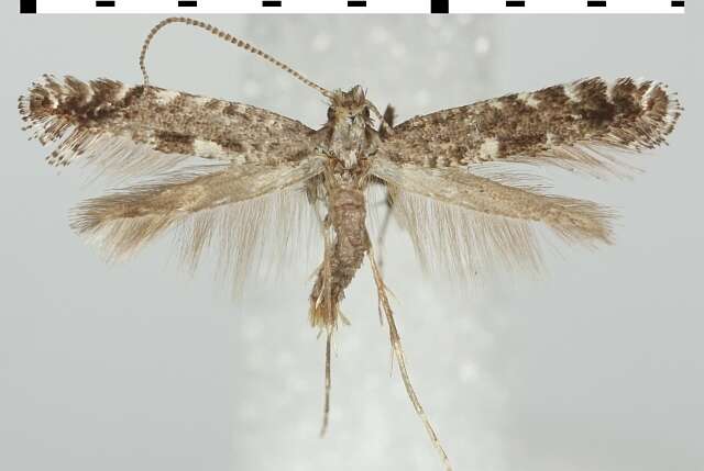 Image of Parornix tenella (Rebel 1919)