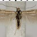 Image of Coleophora kyffhusana Petry 1899