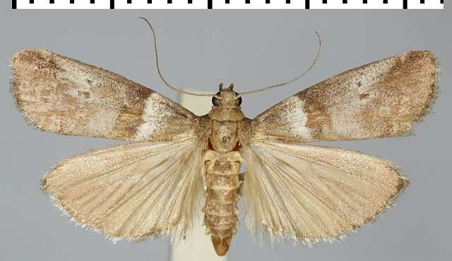 Acrobasis sodalella Zeller 1848 resmi