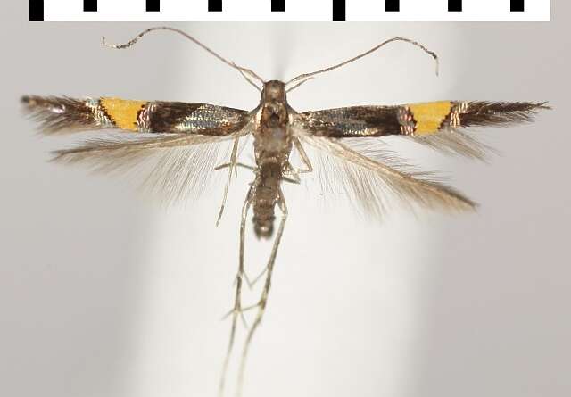 Image of <i>Cosmopterix orichalcea</i>