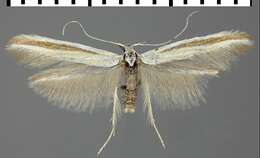 Image of Coleophora vibicigerella Zeller 1839
