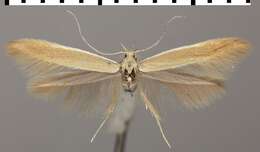 صورة Coleophora niveicostella Zeller 1839