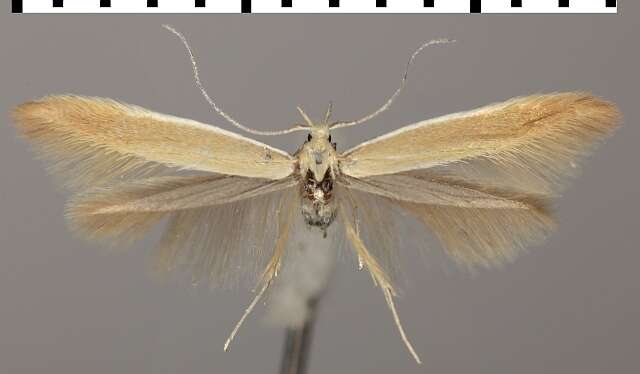 صورة Coleophora niveicostella Zeller 1839