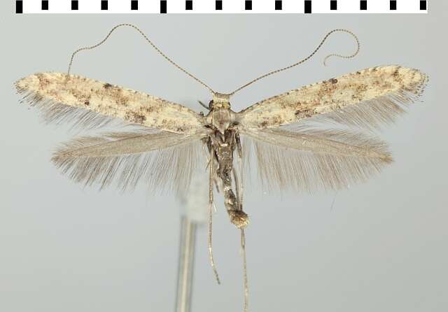 Image of Caloptilia populetorum (Zeller 1839)