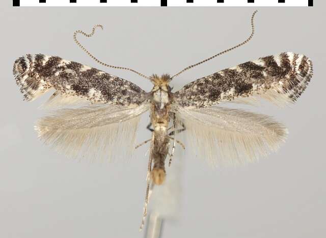 Image of Parornix tenella (Rebel 1919)