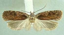 Image of Agonopterix ciliella Stainton 1849