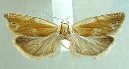 Image of <i>Eucosma hohenwartiana</i>