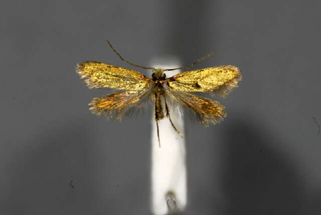 Imagem de Micropterix igaloensis Amsel 1951