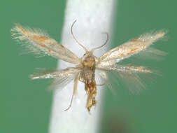 Image of Bucculatrix demaryella Duponchel