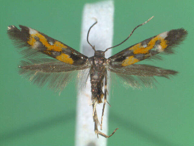 Image of Mompha locupletella