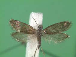 Image of Purplish Birch-miner Moth