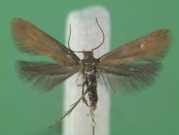 Phaulernis statariella Heyden 1863 resmi