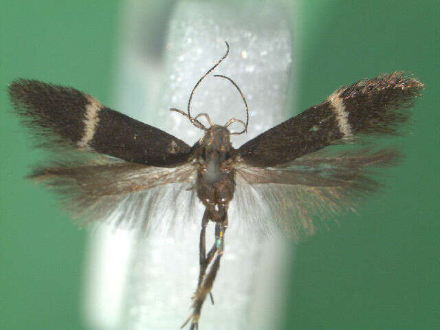 Image of Aproaerema ochrofasciella Toll 1936