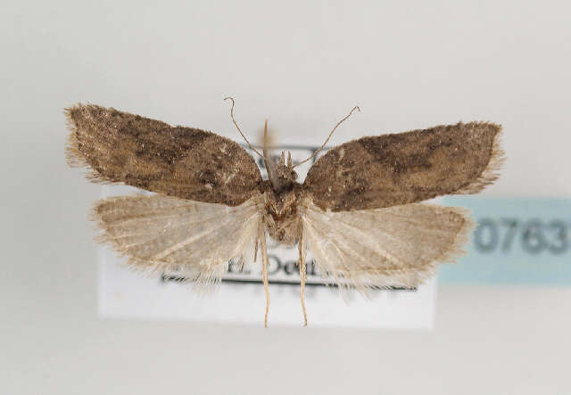 Image of Acleris hastiana Linnaeus 1758