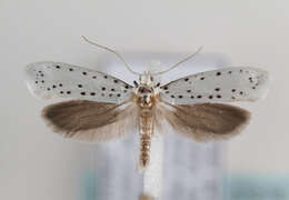 Image of Ermine moth