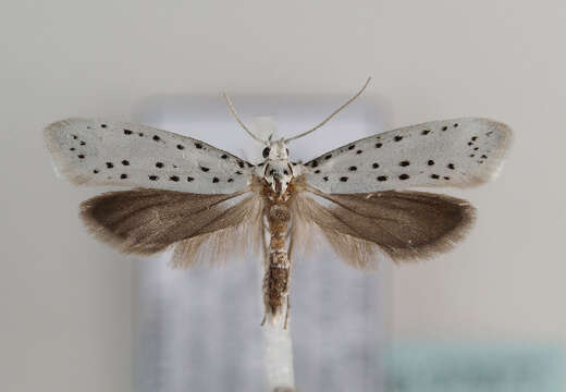 Image of Ermine moth