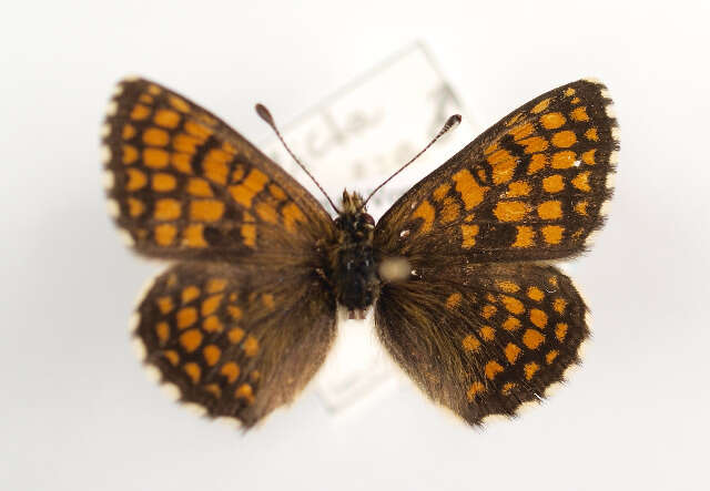 Image of Melitaea celadussa Fruhstorfer 1910