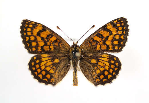 Image of Melitaea athalia celadusa