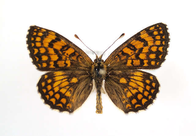 Image de Melitaea athalia celadusa