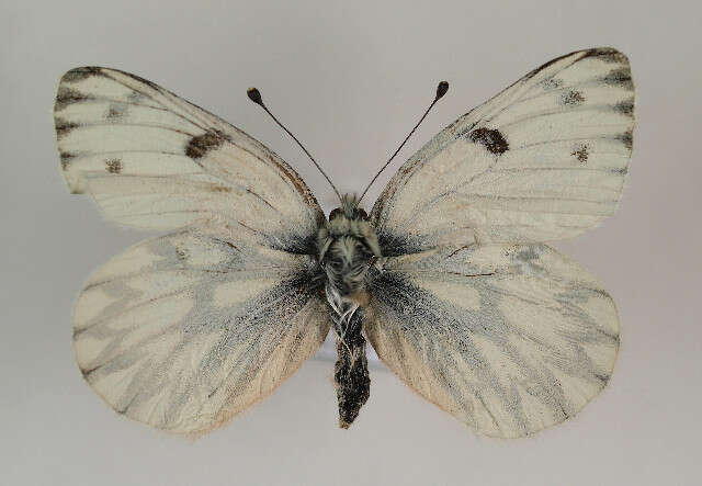 Image of Lofty Bath White