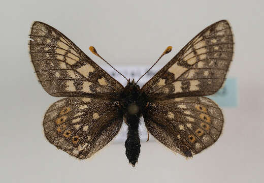 Image of <i>Euphydryas aurinia</i>