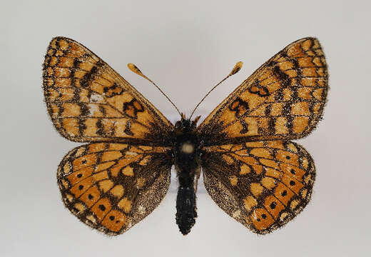 Image of <i>Euphydryas aurinia</i>