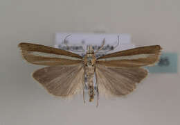 صورة Catoptria bolivari Agenjo 1947