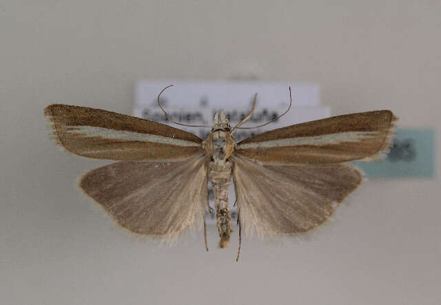 صورة Catoptria bolivari Agenjo 1947