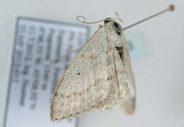 Слика од Scopula incanata Linnaeus 1758