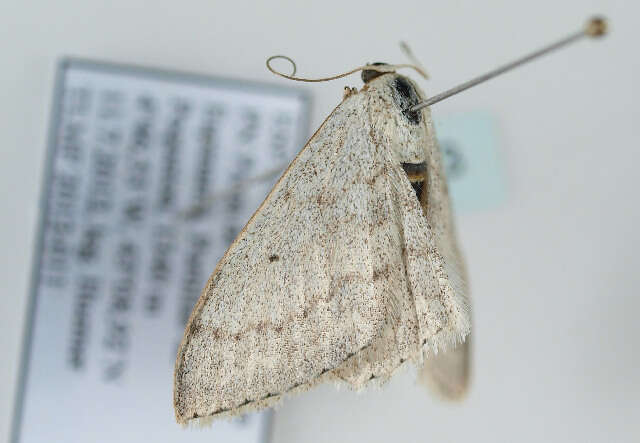 Слика од Scopula incanata Linnaeus 1758