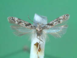 Image of Caryocolum blandelloides Karsholt 1981