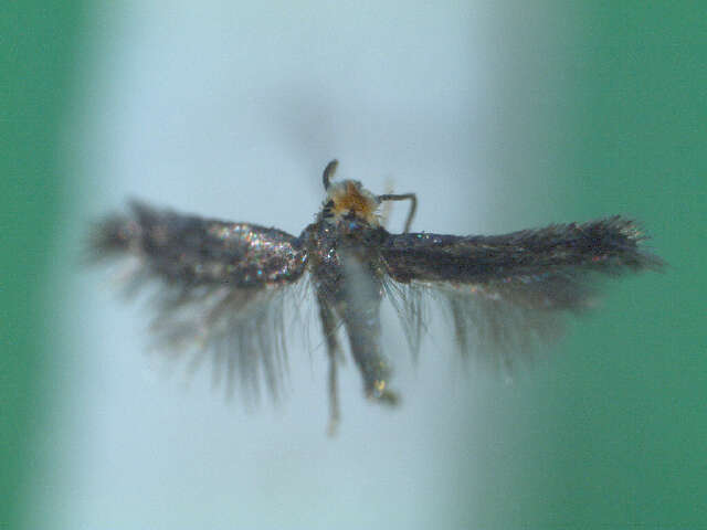 Image of Stigmella rolandi van Nieukerken 1990