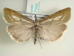 صورة Catoptria