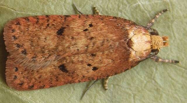Image of <i>Agonopterix angelicella</i>