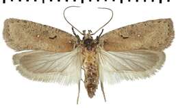 Image of <i>Agonopterix cluniana</i>