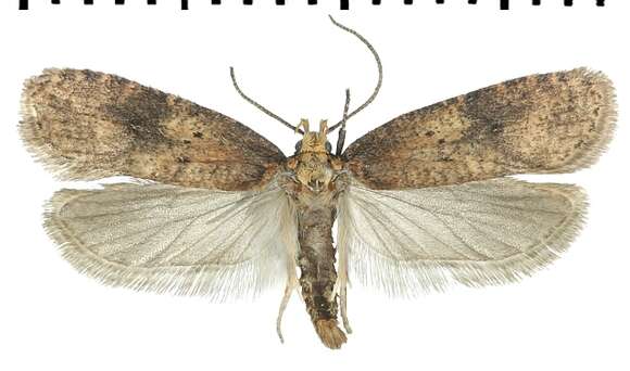 Image of <i>Agonopterix angelicella</i>