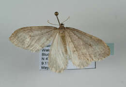 Image of northern winter moth