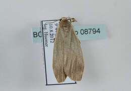 Image of dingy footman