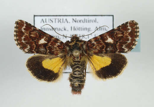 Image of beautiful yellow underwing