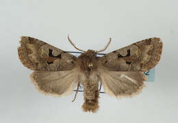 Orthosia gothica Linnaeus 1758 resmi