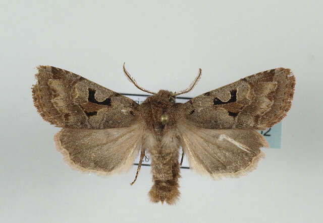 Orthosia gothica Linnaeus 1758 resmi