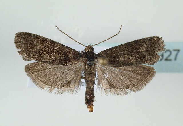 Image of Rhyacionia pinivorana Zeller 1846