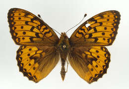 Image of Argynnis aglaja