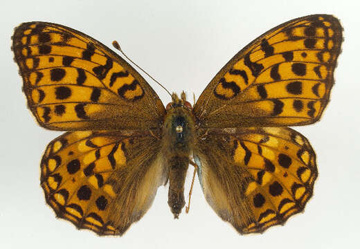 Image of High brown fritillary