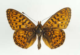 Image of <i>Boloria euphrosyne</i>