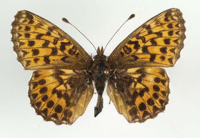 Image of <i>Boloria titania</i>