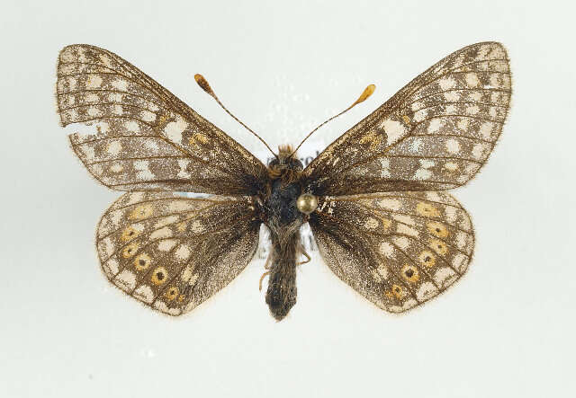 Image of <i>Euphydryas aurinia</i>